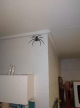 huntsman-5