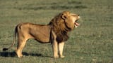 lion-male-roar[1]