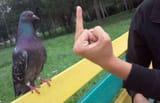 fuck you bird