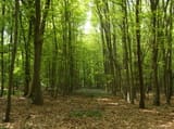 woods