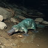 1750668305_imagen_platypus_demon_made_of_chipped_glass_wanders_the_creekbed_looking_for_softshell_crabs._flashbulb_real_photograph_reality_1997_photo_album._3