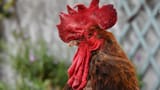 maurice-the-cockerel