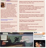 why niggers stink