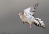 mourning-dove-5365-ron-dudley