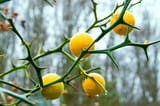 Orange-Tree-Thorns-650x433