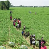nigger - a crowd of black people crossing a field of watermelons