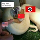 vatnigger winning