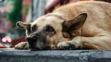Humanity-Questioned-As-40-Stray-Dogs-Beaten-To-Death-By-Delhi-Youth-3206618201