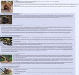 beaver revolution