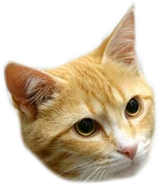 catface