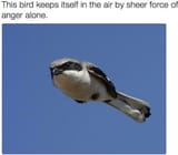 Force_Of_Anger