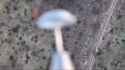 1699559053906127_thumb.jpg