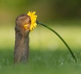 dick-van-duijn-animal-photography-5