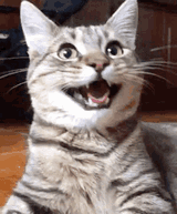 laughing-cat