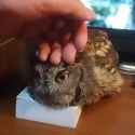 owl(2)_thumb.jpg