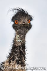 emu-badass