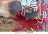 blood-cow-flows-out-after-260nw-708011938