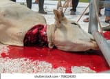 blood-cow-flows-out-after-260nw-708024385