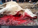 stock-photo-a-picture-of-a-dead-cow-with-blood-come-out-from-its-throat-in-port-klang-during-eid-al-adha-1164229162