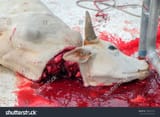 stock-photo-the-blood-of-the-cow-flows-out-after-being-slaughtered-in-sacrificial-worship-for-eid-al-adha-al-708024412