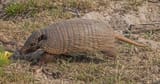 Six-Banded Armadillo 2