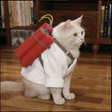 boomcat