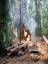 squirrels