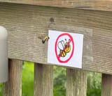 bee