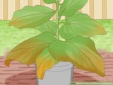 Grow-and-Process-Tobacco-Step-16-Version-2