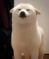smug