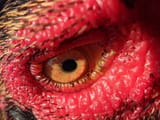 cockzaur