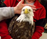 freedom is nervous