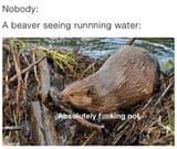 funny-memes-memes-beavers-animal-memes-nobody-a-beaver-seeing-running-water-absolutely-fucking-not