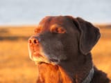 good boy eternal