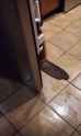 beaver fridge_thumb.jpg