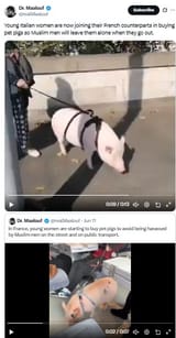 pet_pigs