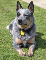 queensland-heeler-791908