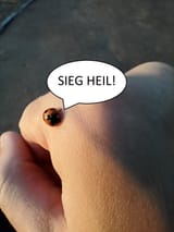 ladybug