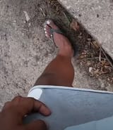 brownsvillemurri