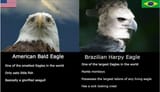 harpy eagle