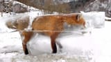 eisfuchs