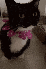cat-confused