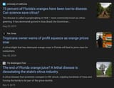 orange blight