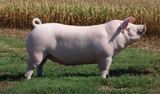 chester-white-pig