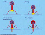 structure-T4-bacteriophage-mode-model-attachment-injection