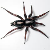 Eastern Parson Spider