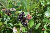 Aronia melanocarpa