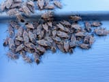 Boxelder+bug+photo