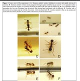 antmirrortest