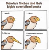 jewfinch